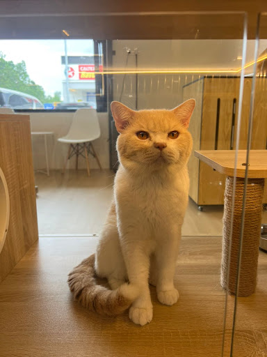 PURRS & CHARMS CATTERY