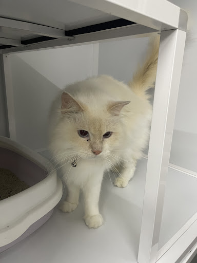 Mono Pet Shop