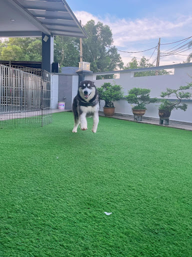 MZ Dog Grooming House(住家狗狗美容) MZ Dog Grooming House(住家狗狗美容)