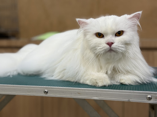 Kedai Satu Kucing 一家狗店 Wagging Tail Pet Store Kedai Satu Kucing 一家狗店 Wagging Tail Pet Store