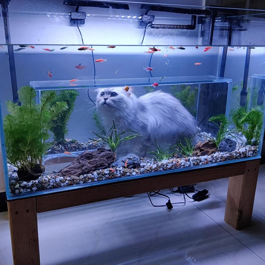 fishcat aquarium pet store