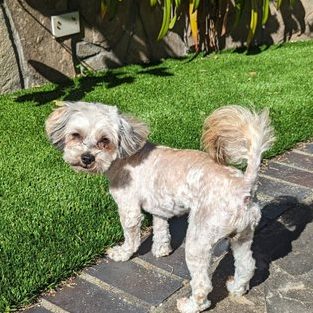 fluffy doggy pet grooming salon