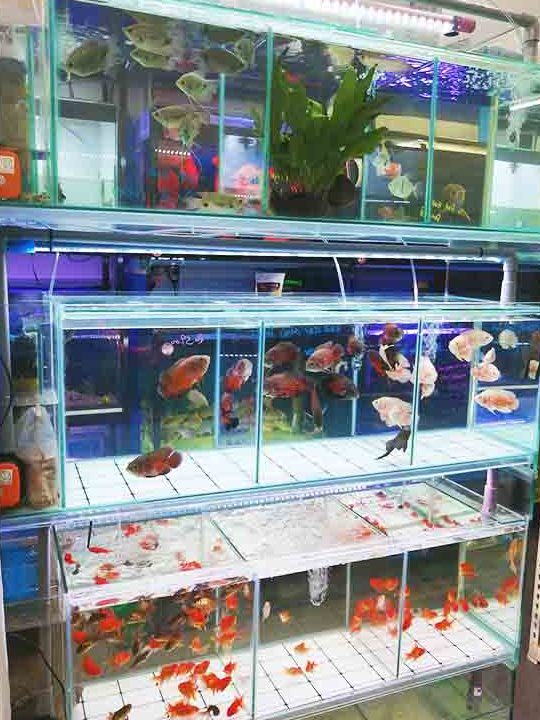foong sheng aquarium 1 foong sheng aquarium