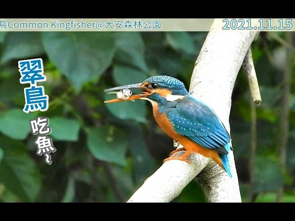 Forest Fishing & Pet Shop 森林魚鳥寵物魚具中心 1 forest fishing pet shop e6a3aee69e97e9ad9ae9b3a5e5afb5e789a9e9ad9ae585b7e4b8ade5bf83