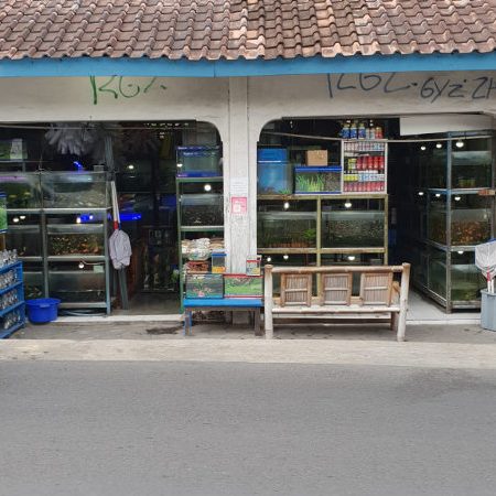 Gemilang Aquarium & Pet Shop 1 gemilang aquarium pet shop