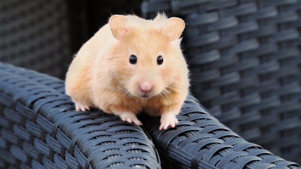 hamster kiut kemaman