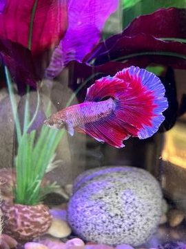 happy brother aquarium pet shop
