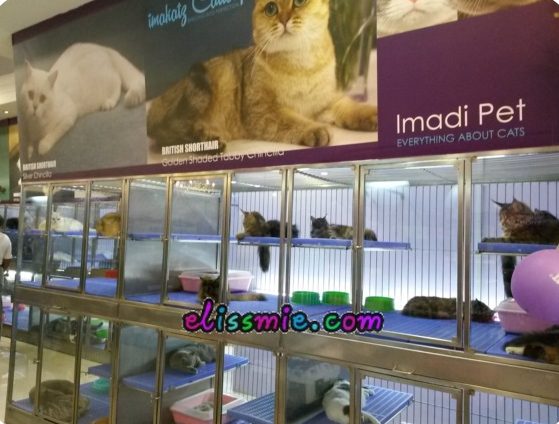 ISKANDAR PETS CAWANGAN 2 1 iskandar pets cawangan 2