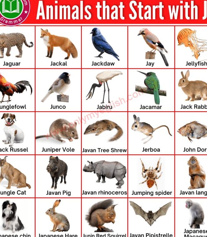 j pets