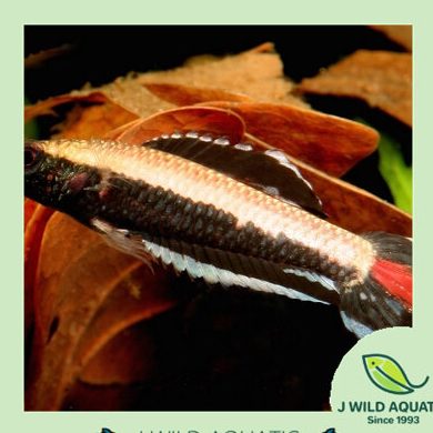 J WILD AQUATIC 囧泰水族 1 j wild aquatic e59ba7e6b3b0e6b0b4e6978f