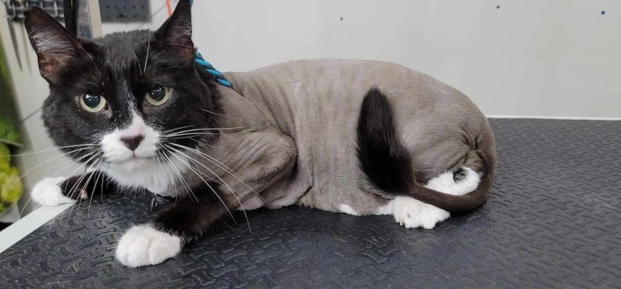 jj pet salon