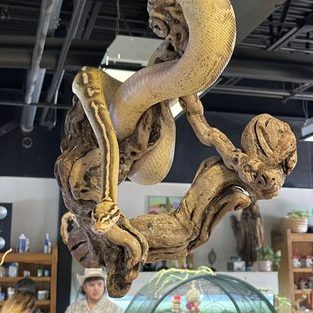 jurrasic pet exotic shop