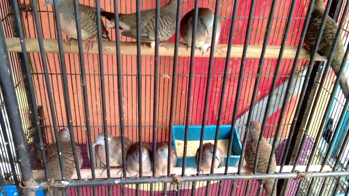 Kedai Burung Djun.ent 1 kedai burung djun ent