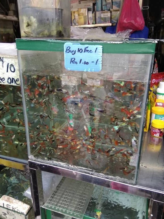 Kedai Ikan Hiasan Dan Haiwan Peliharaan 1 kedai ikan hiasan dan haiwan peliharaan