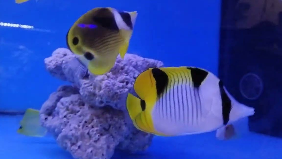 Kedai Ikan Hiasan The Little Ocean Aquarium 1 kedai ikan hiasan the little ocean aquarium