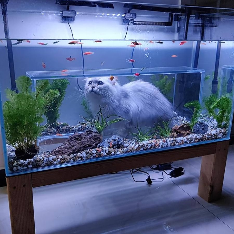 lucky fish aquariumpets enterprise