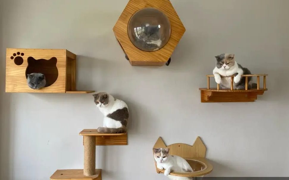 mahligai kucing