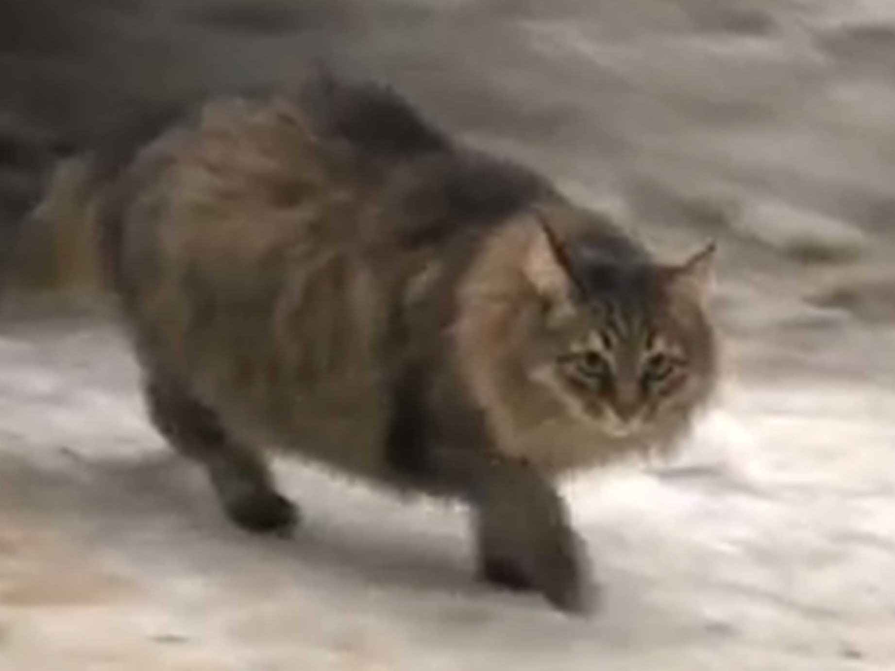Masha Cat 1 masha cat