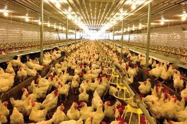 mega poultry agri trading