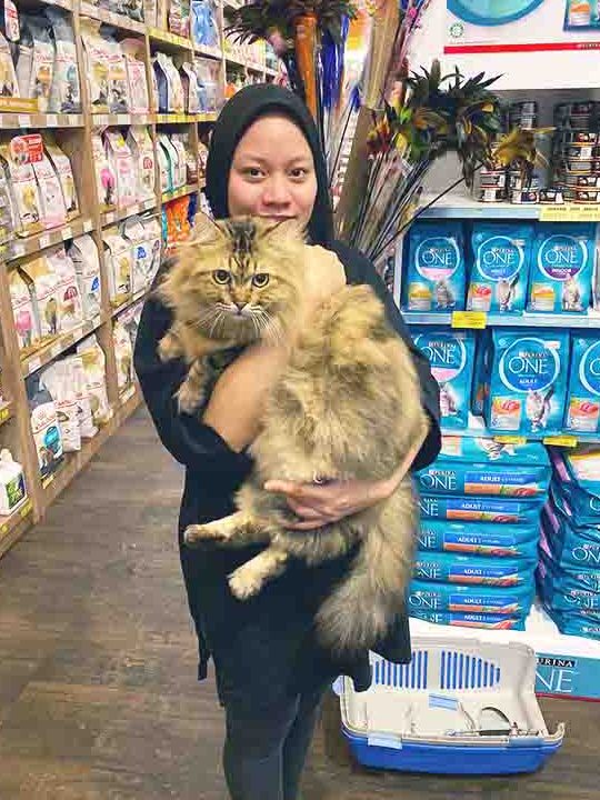 Meow Petshop JB 1 meow petshop jb