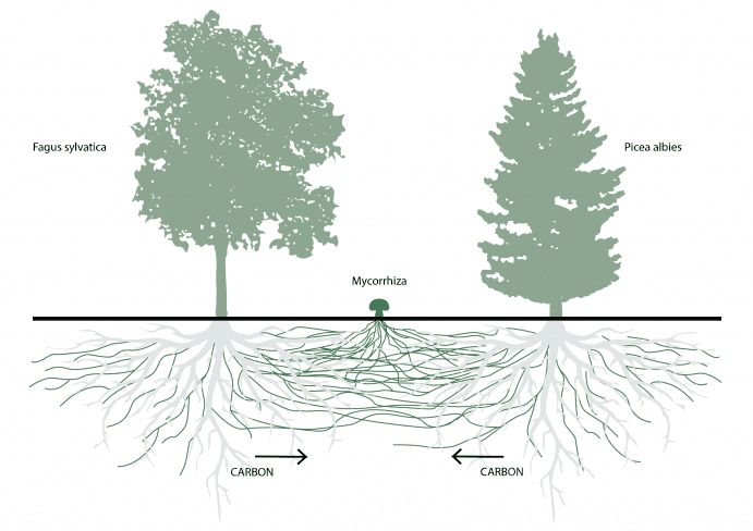 Mixscape by PlantScience 1 mixscape by plantscience
