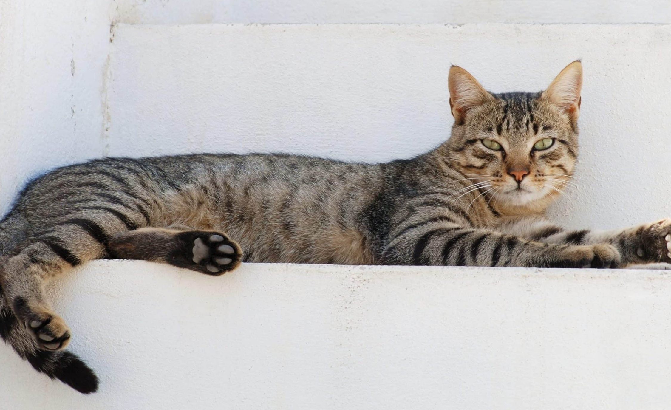 mueza neko pet shop care