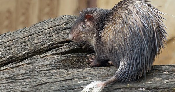 Muhas Animal Farm 1 muhas animal farm