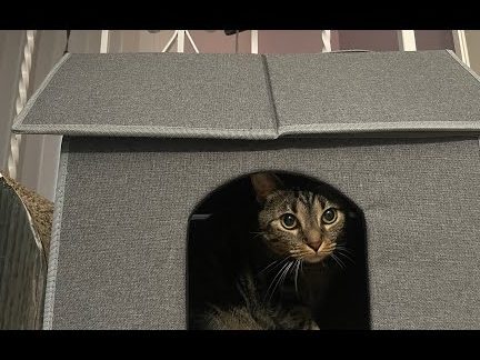 Musiu Cat Home 1 musiu cat home