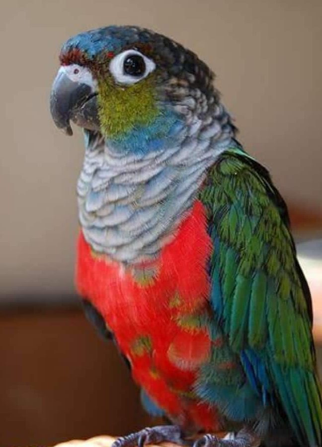 muz bird farm