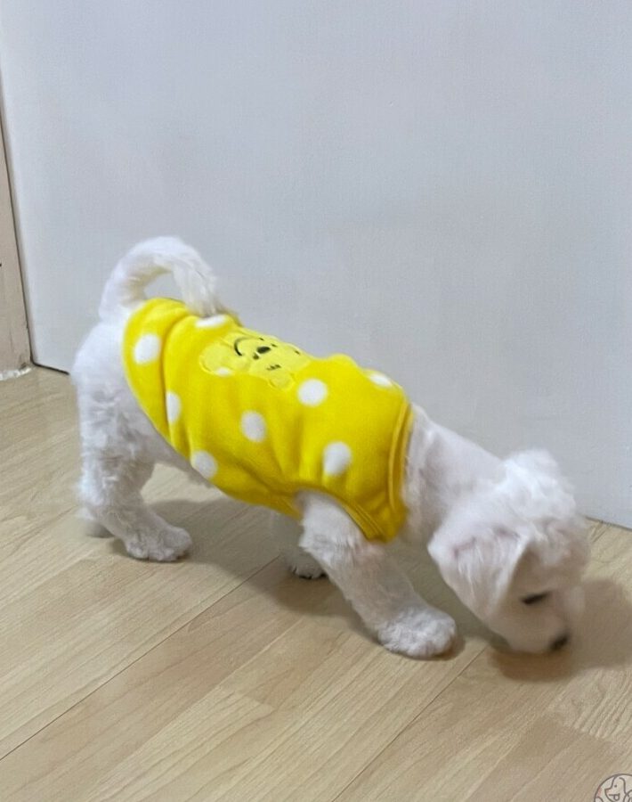 MZ Dog Grooming House(住家狗狗美容) 1 mz dog grooming houseefbc88e4bd8fe5aeb6e78b97e78b97e7be8ee5aeb9efbc89