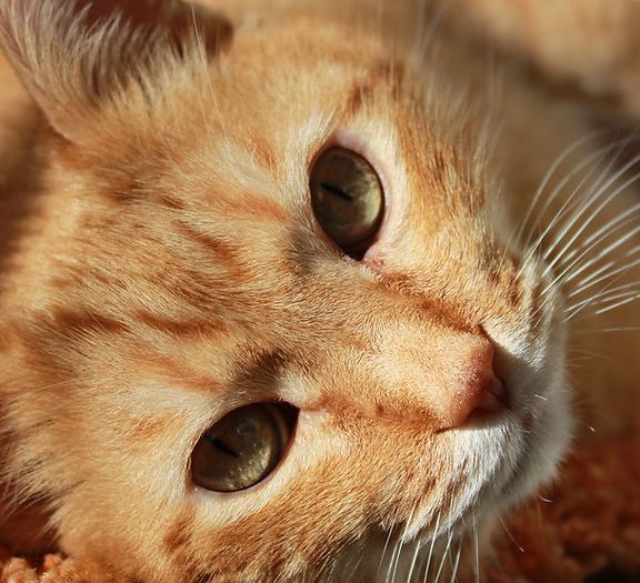 nas furry family pets 1 nas furry family pets