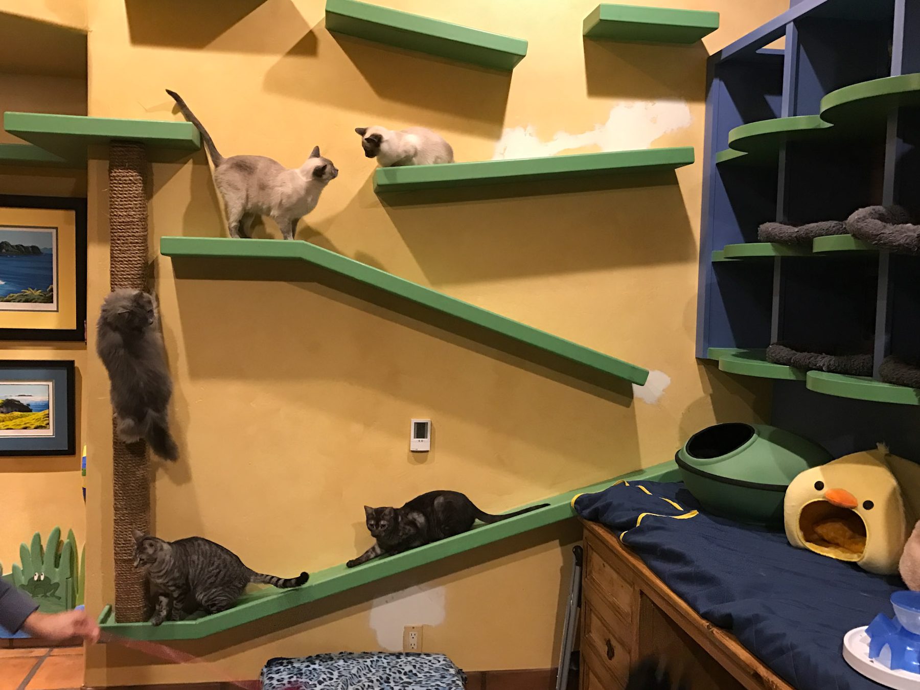 Paradise Cats House 1 paradise cats house