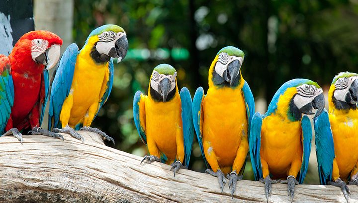 parrot world paradise