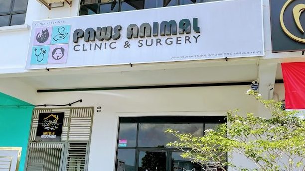paws animal clinic surgery klinik haiwan kota masai