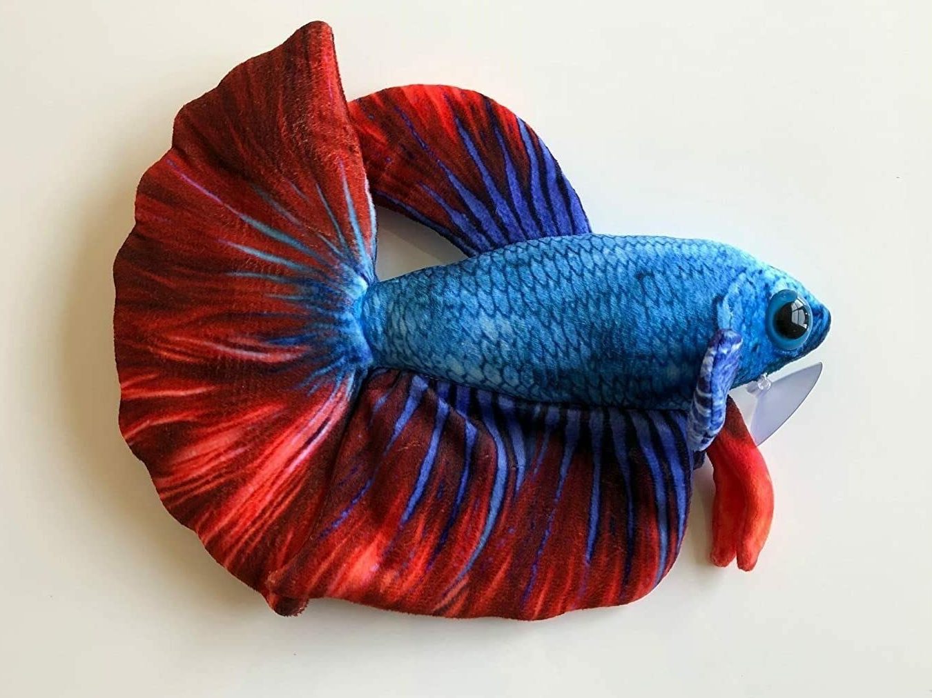 PBA BETTA 1 pba betta