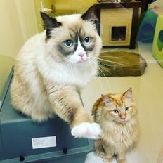 PinkyPaws Cat Hotel & Spa 1 pinkypaws cat hotel spa