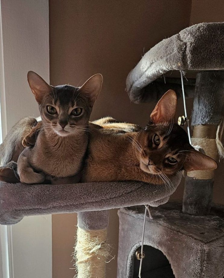 purrs charms cattery