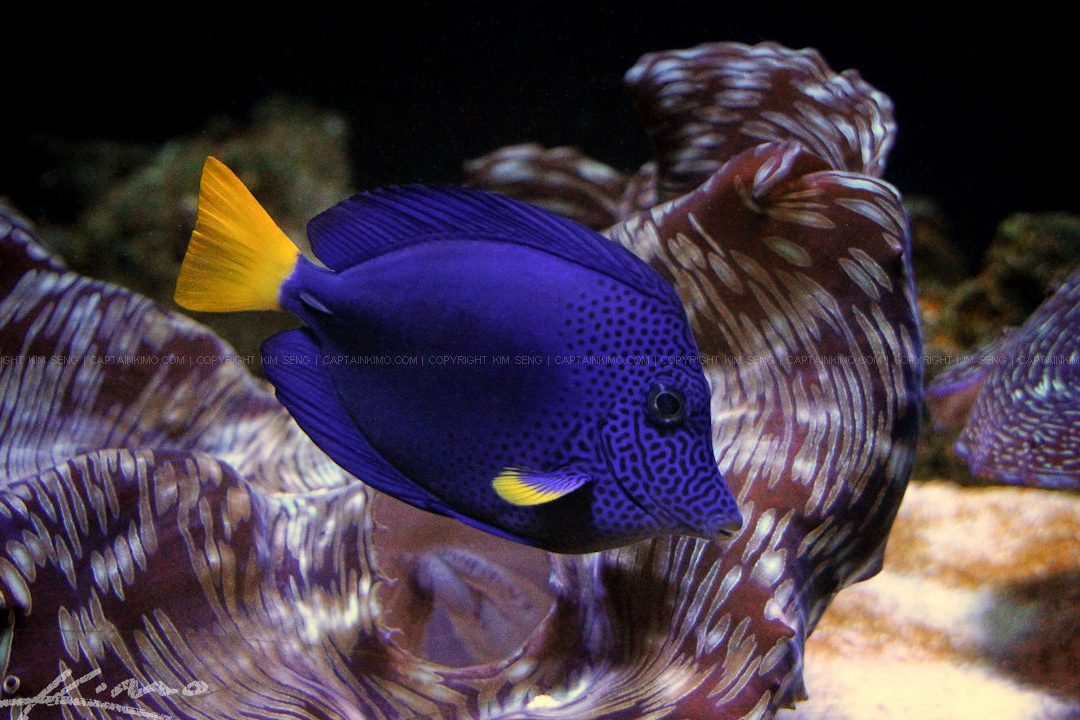 Pusat Akuarium Blue Fish 1 pusat akuarium blue fish