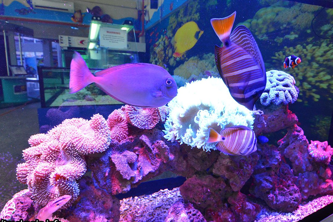 pusat akuarium ikan ikan