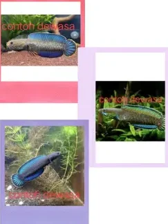 QC BP AQUARIUM 1 qc bp aquarium