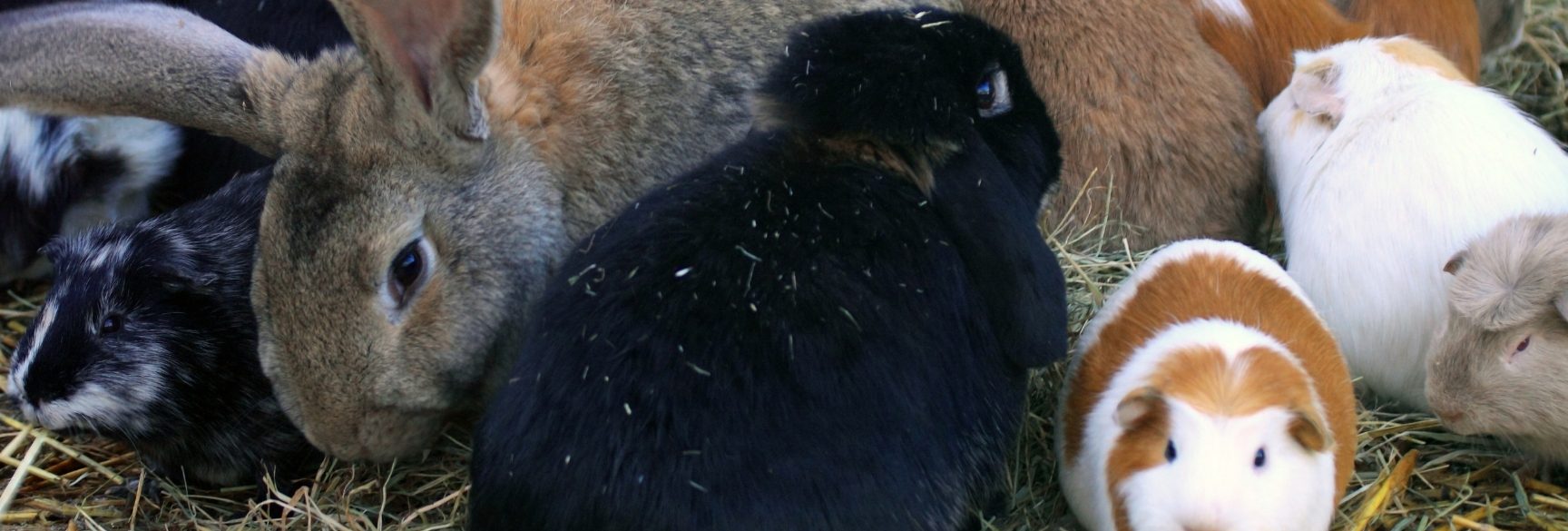 Rabbit shop & guinea Pig 1 rabbit shop guinea pig