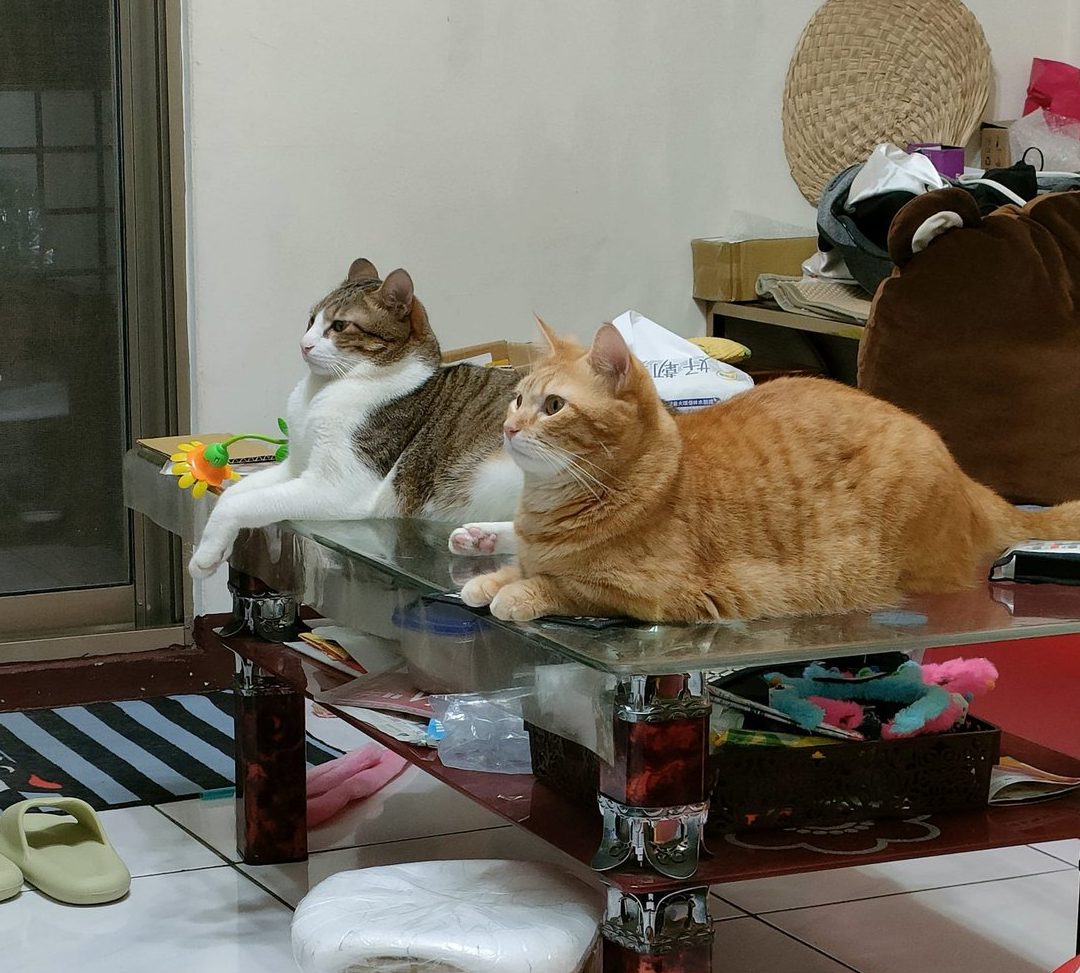 rin ofelia cat house roch petshop