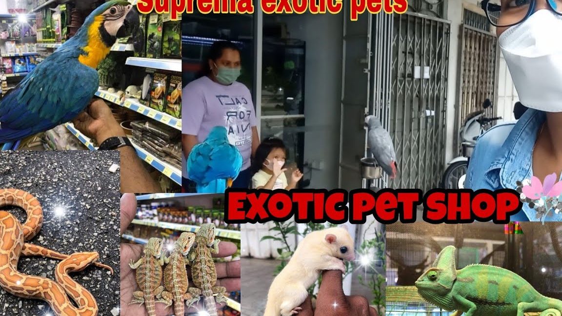 Suprema Exotic Pets 1 suprema exotic pets