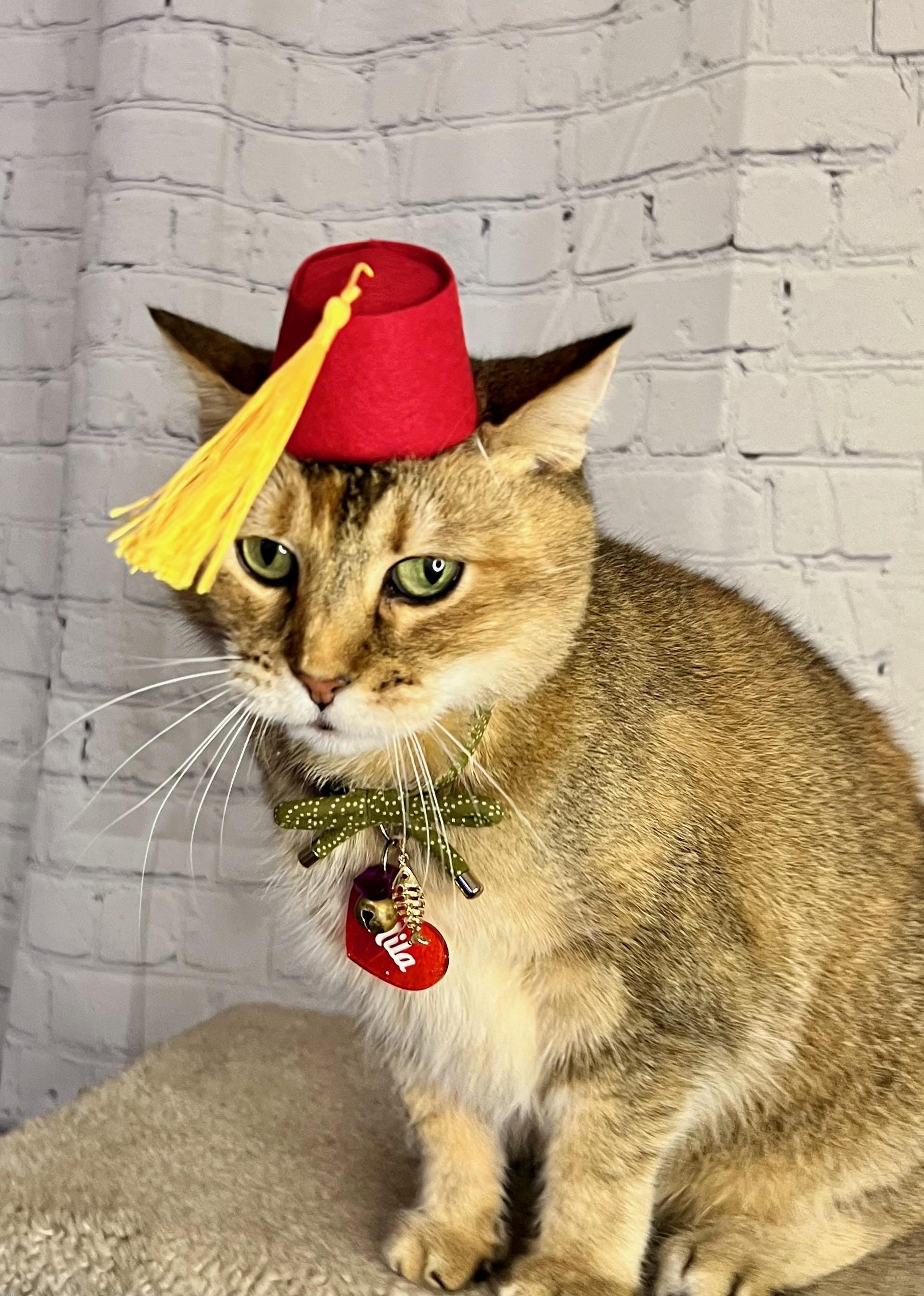 tarboosh cat pet shop