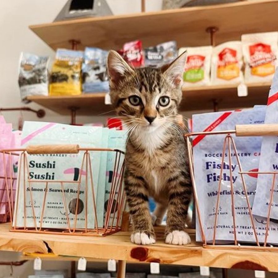 the cat store 1 the cat store