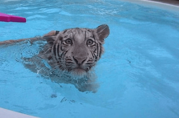 tigermoon petland