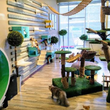 tok abah pet paradise