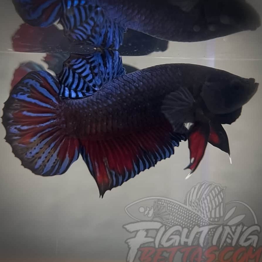 TSP BETTA MALAYSIA 1 tsp betta malaysia