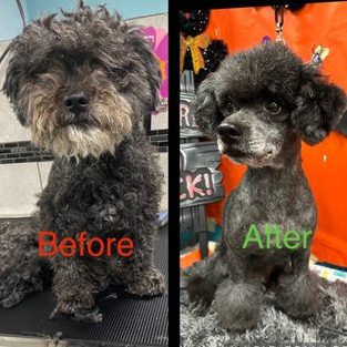 Upet House Grooming and Treatment Salon 1 upet house grooming and treatment salon