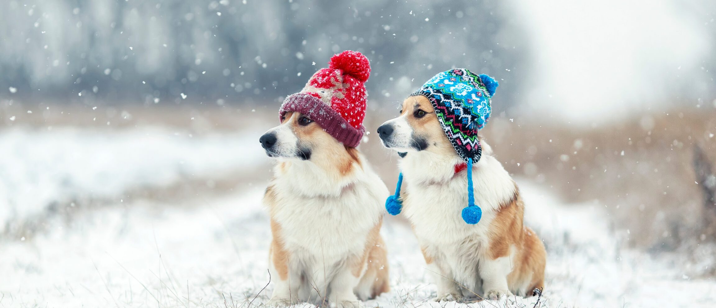 winter pet